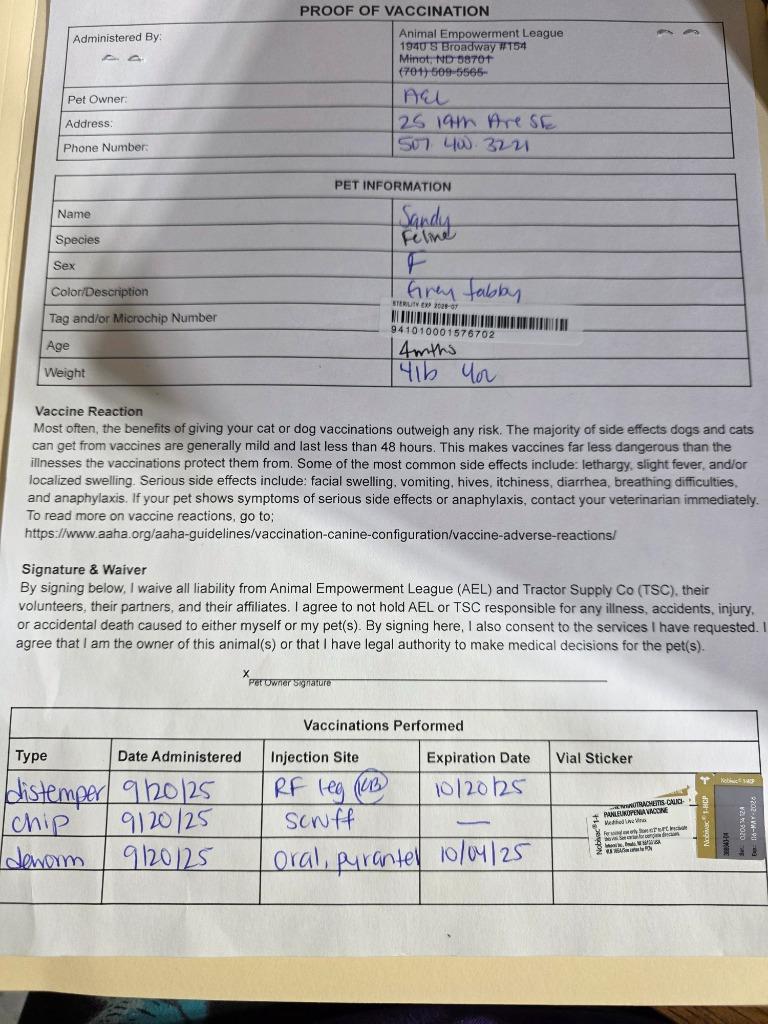 Sandy, a Adoptable mixed breed in Minot, ND image 5/6