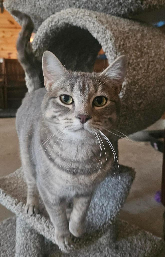 Sandy, a Adoptable mixed breed in Minot, ND image 6/6