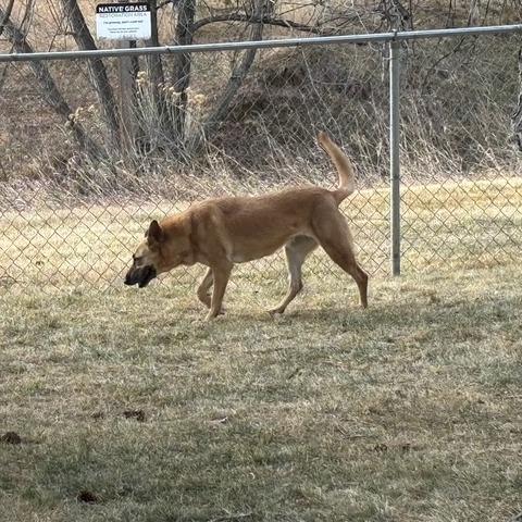 Enlarge Shadow, a Adoptable mixed breed in Fort Collins, CO image 2/3
