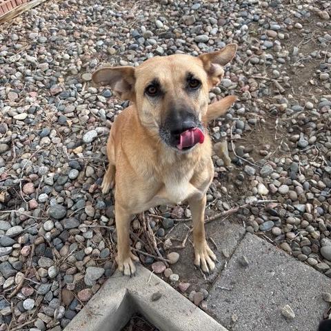 Enlarge Shadow, a Adoptable mixed breed in Fort Collins, CO image 3/3