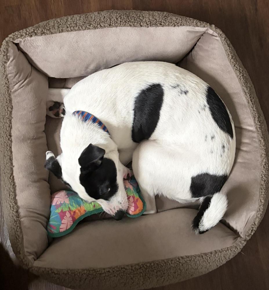 Enlarge Dot, a Adoptable mixed breed in Lakeland, FL image 1/6