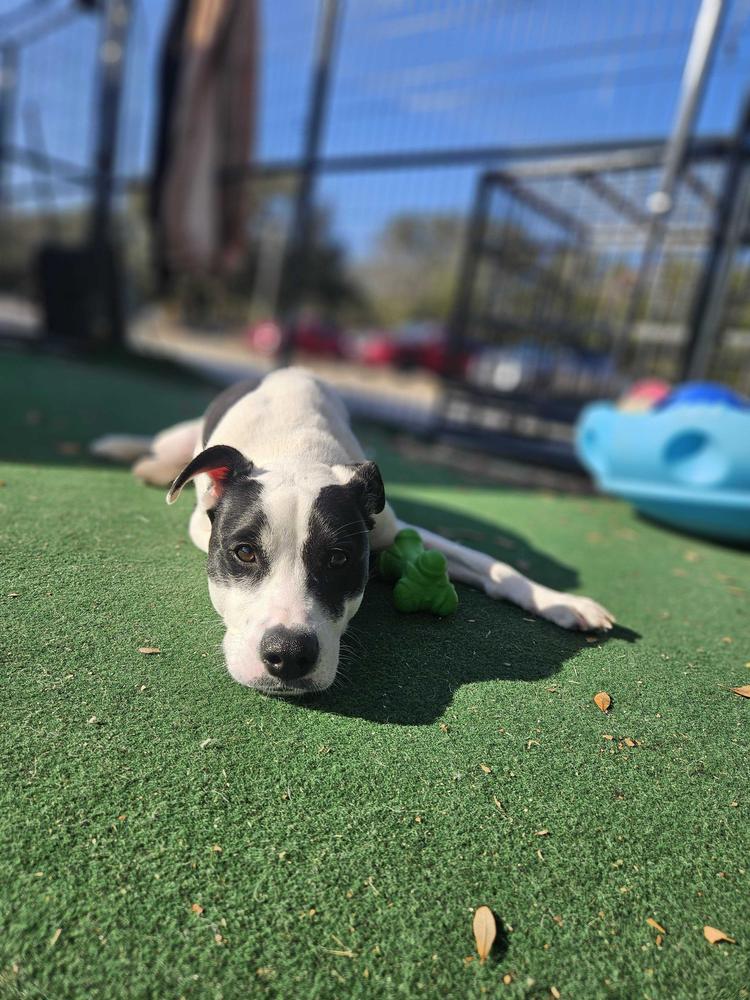 Enlarge Dot, a Adoptable mixed breed in Lakeland, FL image 2/6
