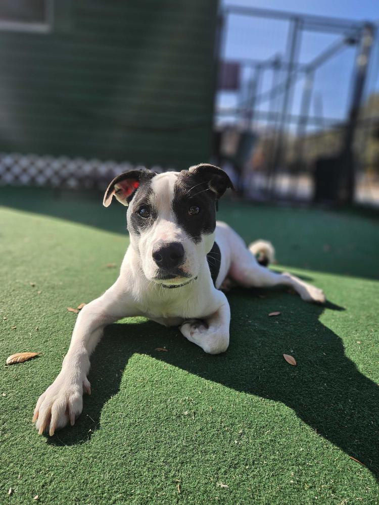 Enlarge Dot, a Adoptable mixed breed in Lakeland, FL image 3/6