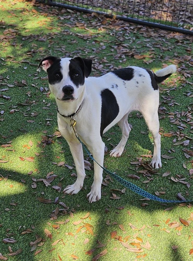 Enlarge Dot, a Adoptable mixed breed in Lakeland, FL image 4/6