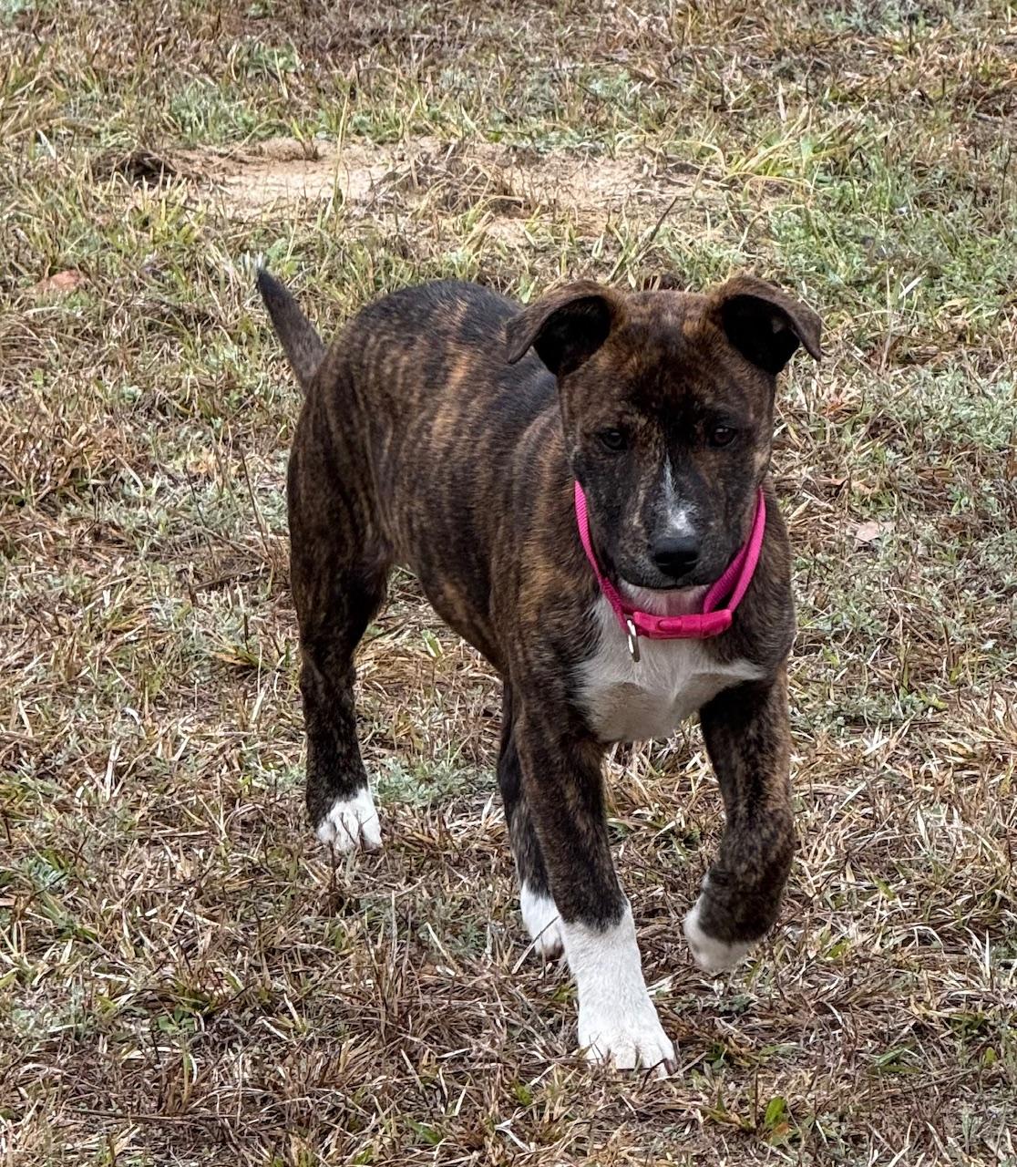Enlarge Lizzie, a Adoptable mixed breed in Albany, NY image 2/3