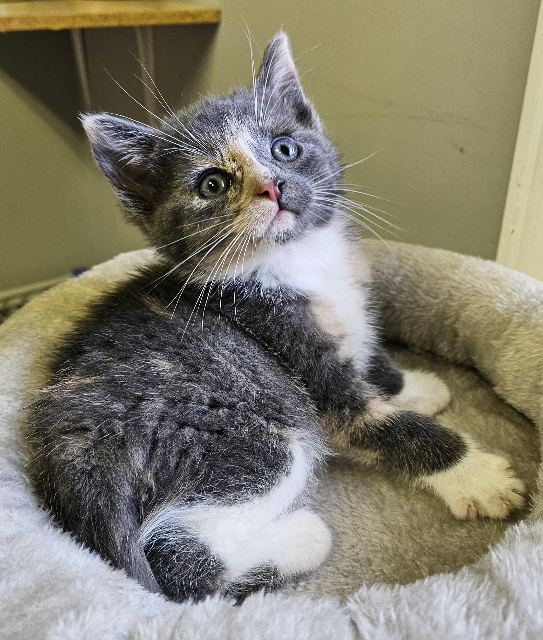 Oyster, an adopted Domestic Short Hair in Brockport, NY image 6/6