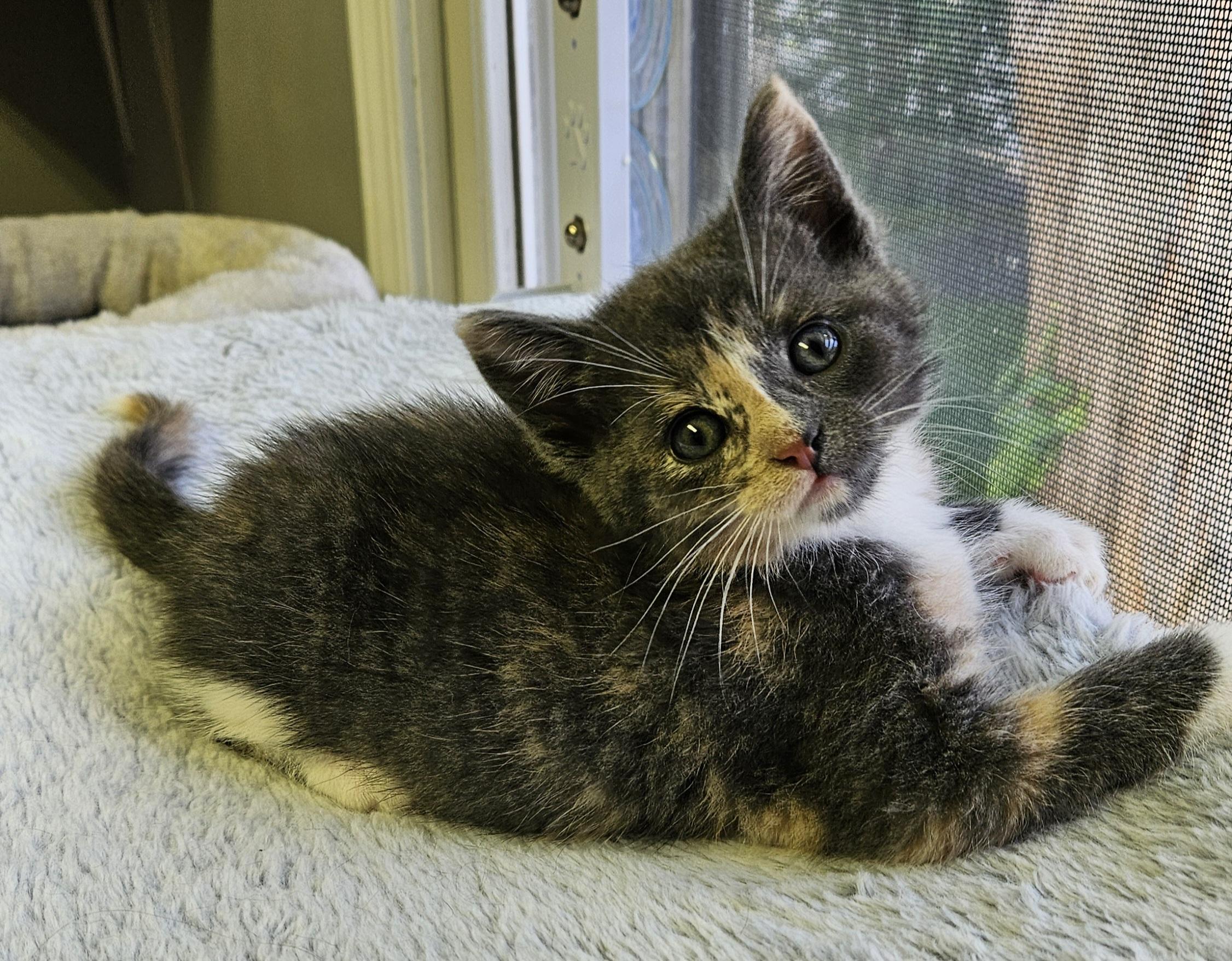 Oyster, adopted, Kitten Female Domestic Short Hair.