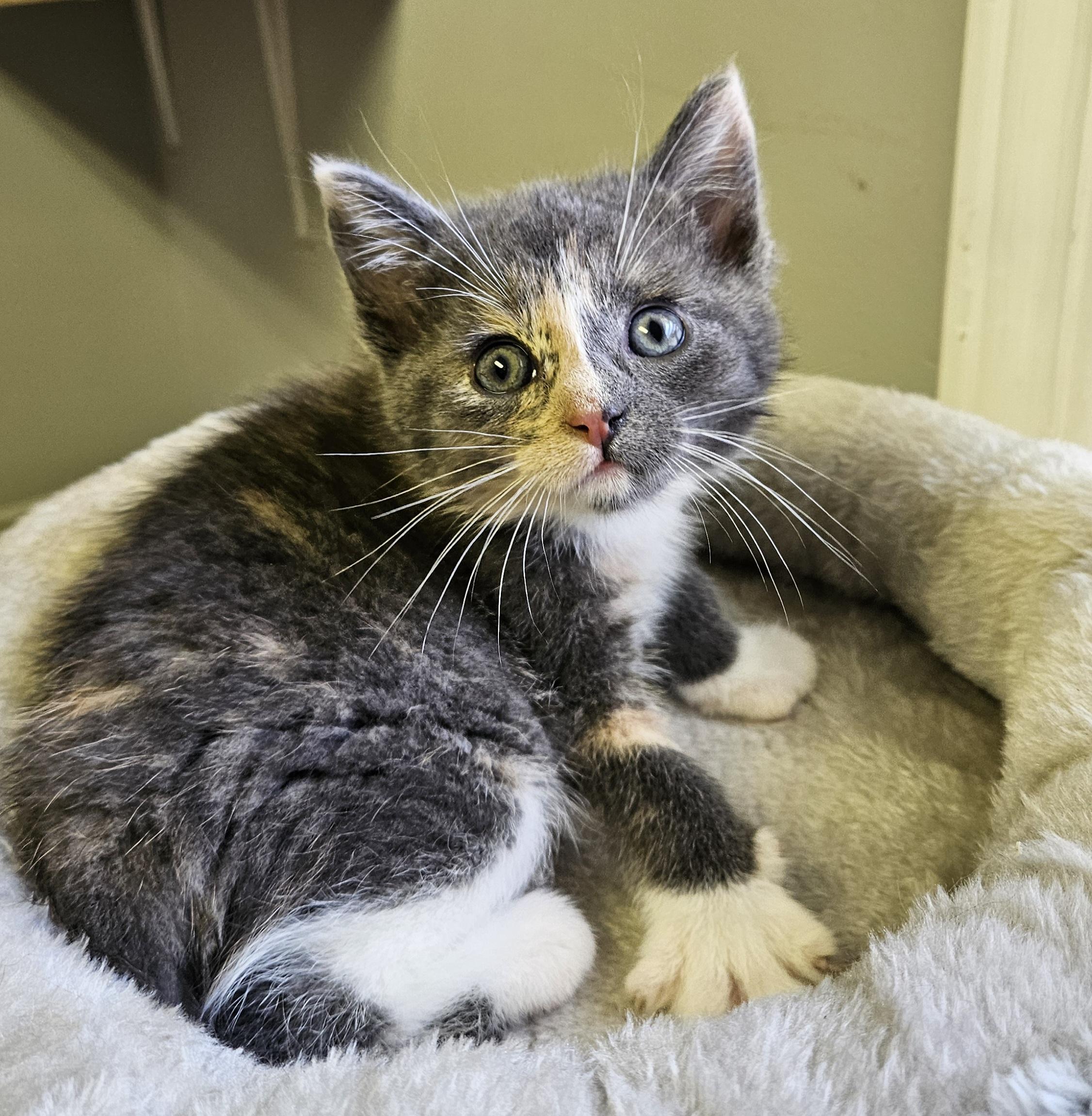 Oyster, an adopted Domestic Short Hair in Brockport, NY image 4/6