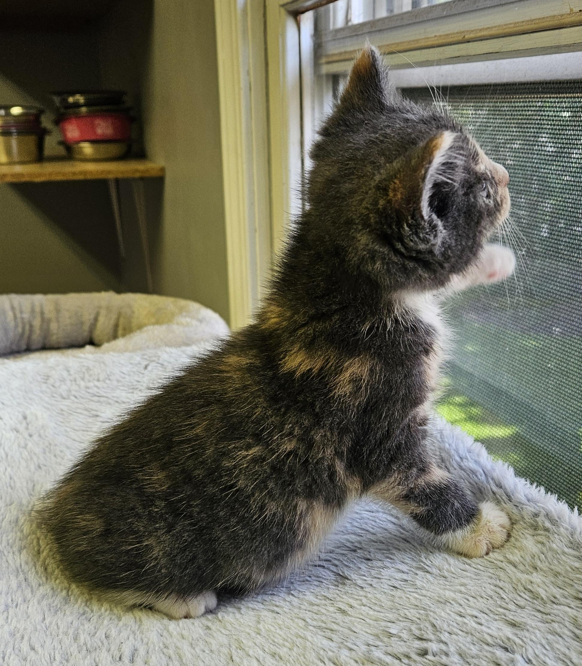 Oyster, an adopted Domestic Short Hair in Brockport, NY image 5/6