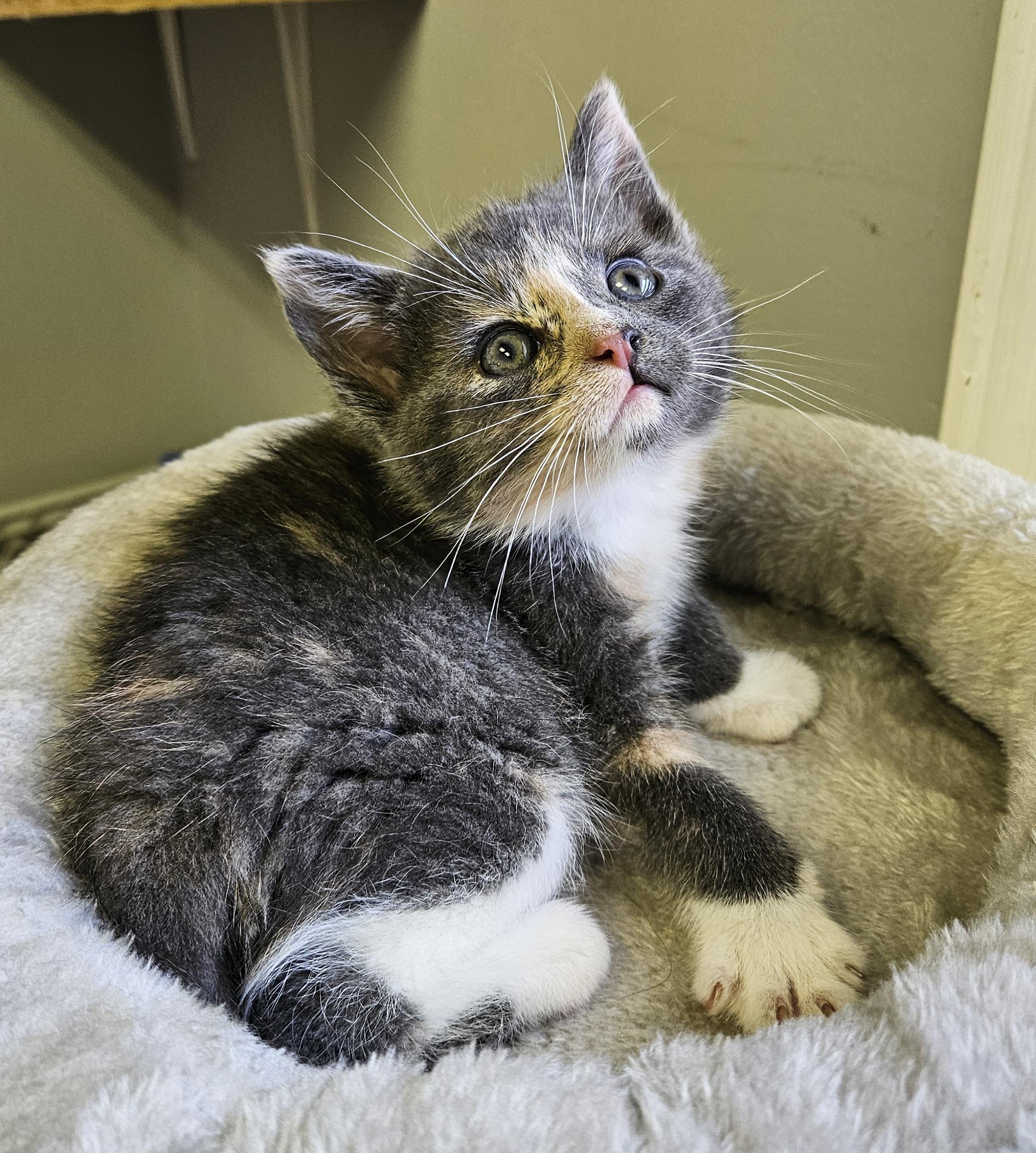 Oyster, an adopted Domestic Short Hair in Brockport, NY image 2/6