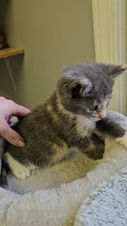 Enlarge Oyster, an adopted Domestic Short Hair in Brockport, NY video 3/6