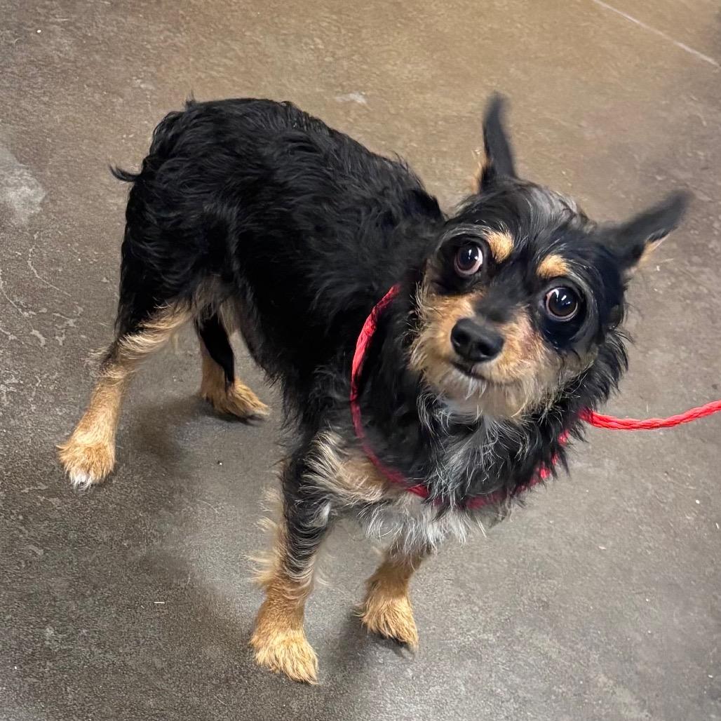 Jerome, Adoptable, Puppy Male Terrier.