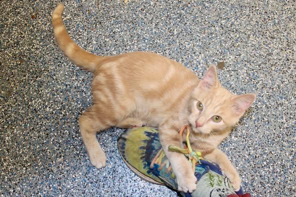 Enlarge NIRVANA, a Adopted mixed breed in Brazil, IN image 2/4