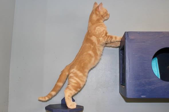 Enlarge NIRVANA, a Adopted mixed breed in Brazil, IN image 3/4