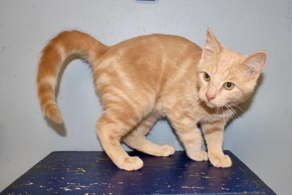 Enlarge NIRVANA, a Adopted mixed breed in Brazil, IN image 4/4