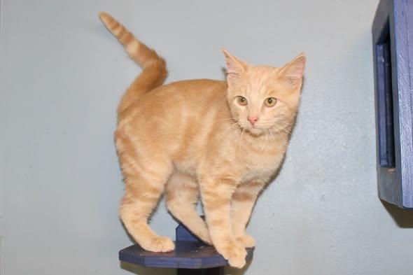 NIRVANA, Adopted, Kitten Male Domestic Short Hair & Tabby.
