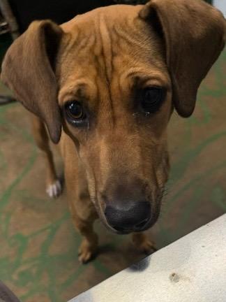Cookie 26, Adoptable, Puppy Female Hound.