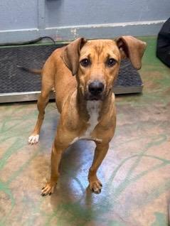 Enlarge Cookie 26, a Adoptable mixed breed in Brookhaven, MS image 2/4