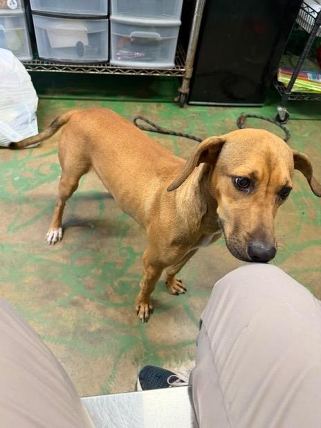 Enlarge Cookie 26, a Adoptable mixed breed in Brookhaven, MS image 3/4