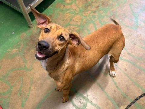 Enlarge Cookie 26, a Adoptable mixed breed in Brookhaven, MS image 4/4