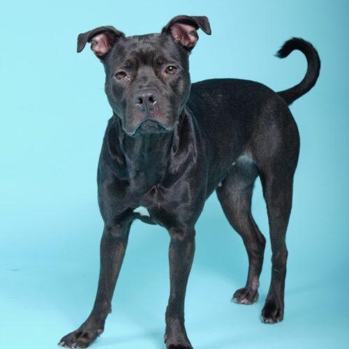 Enlarge Lily 5460 D, a Adoptable mixed breed in Frankfort, KY image 1/6