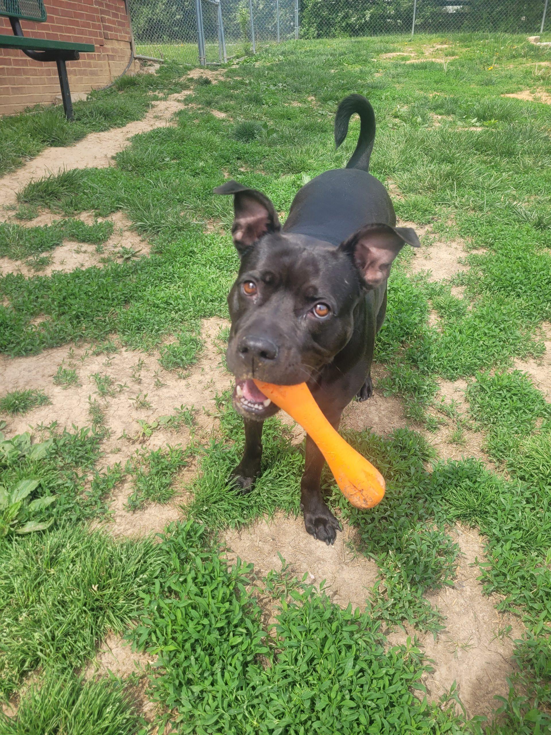 Enlarge Lily 5460 D, a Adoptable mixed breed in Frankfort, KY image 2/6