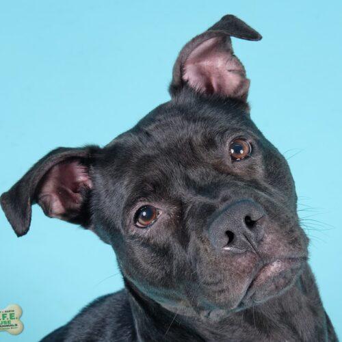Enlarge Lily 5460 D, a Adoptable mixed breed in Frankfort, KY image 3/6