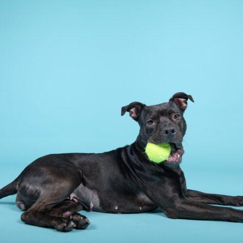 Enlarge Lily 5460 D, a Adoptable mixed breed in Frankfort, KY image 4/6