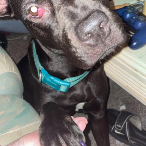 Enlarge Lily 5460 D, a Adoptable mixed breed in Frankfort, KY image 5/6