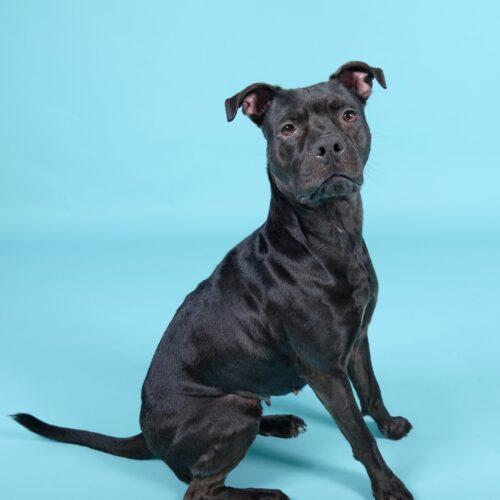Enlarge Lily 5460 D, a Adoptable mixed breed in Frankfort, KY image 6/6