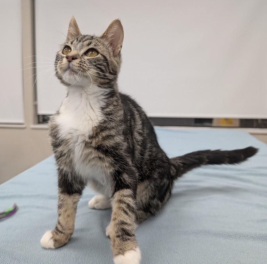 Roderick, Adoptable, Kitten Male Domestic Short Hair.