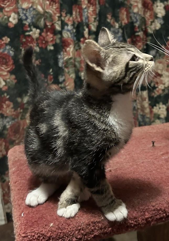 Roderick, a Adoptable Domestic Short Hair in Santa Rosa, CA image 1/2