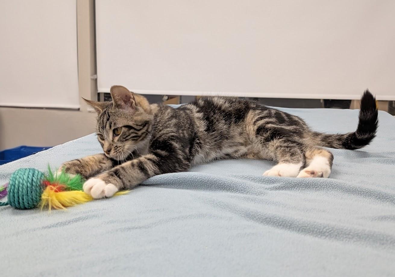 Roderick, a Adoptable Domestic Short Hair in Santa Rosa, CA image 3/5