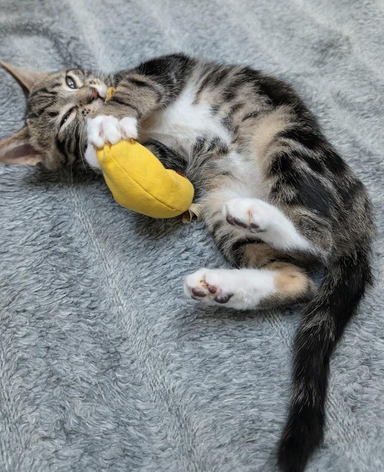 Roderick, a Adoptable Domestic Short Hair in Santa Rosa, CA image 2/2
