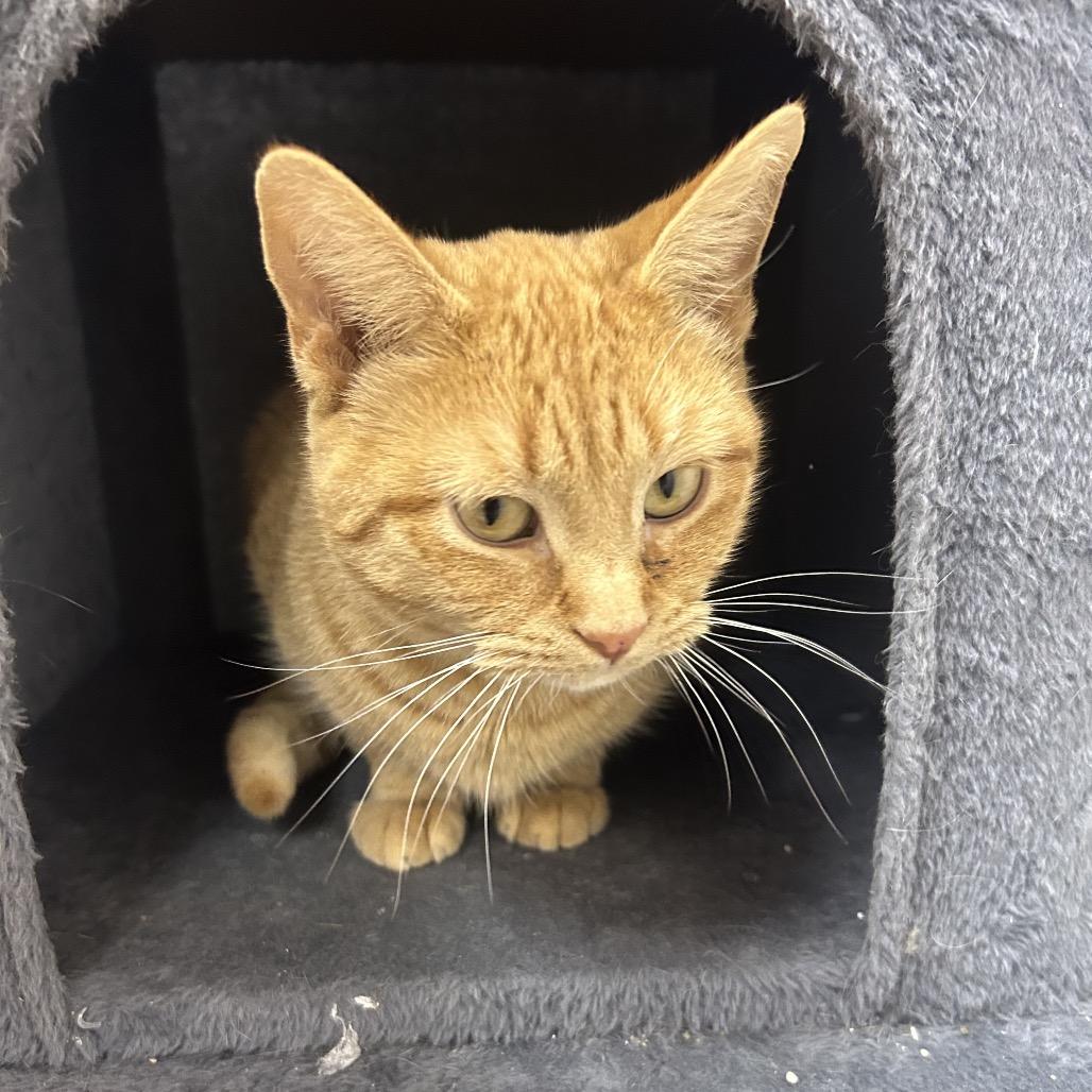 Maxilla, Adoptable, Adult Female Domestic Short Hair.