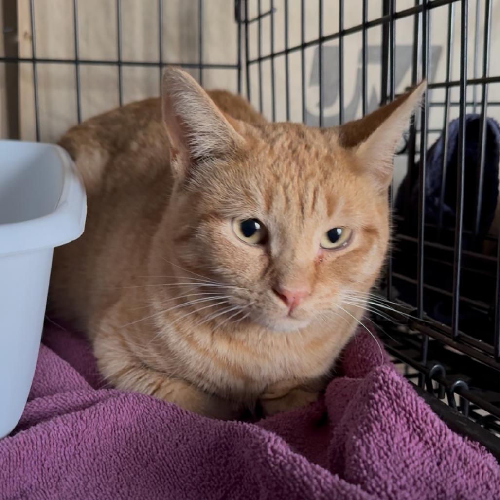 Enlarge Maxilla, a Adoptable Domestic Short Hair in Detroit Lakes, MN image 2/3