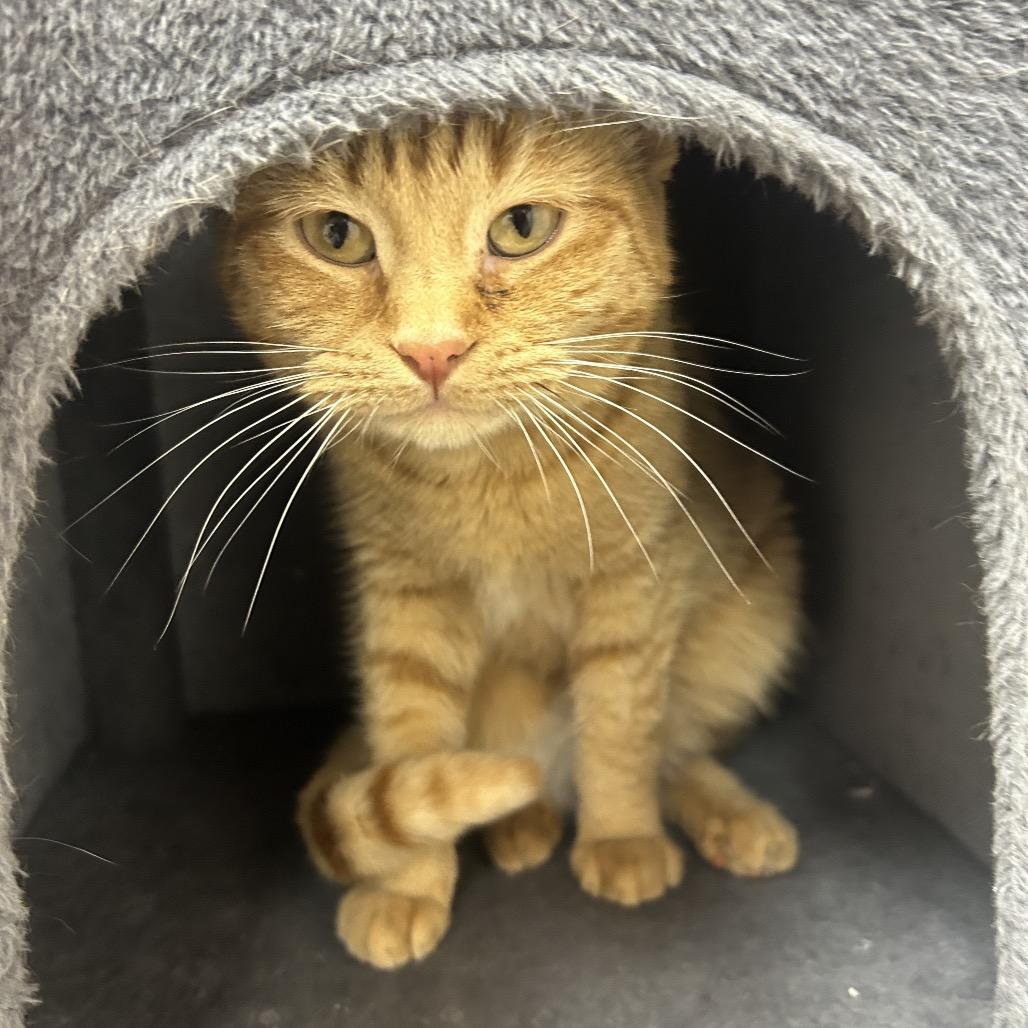 Enlarge Maxilla, a Adoptable Domestic Short Hair in Detroit Lakes, MN image 3/3
