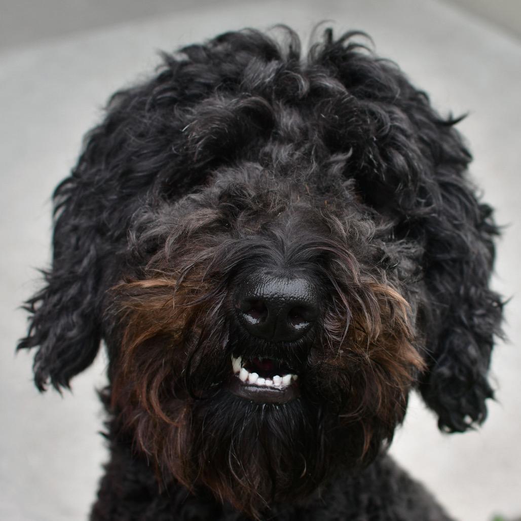 Enlarge Jack-O-Lantern, a Adoptable mixed breed in Ottawa, KS image 2/2