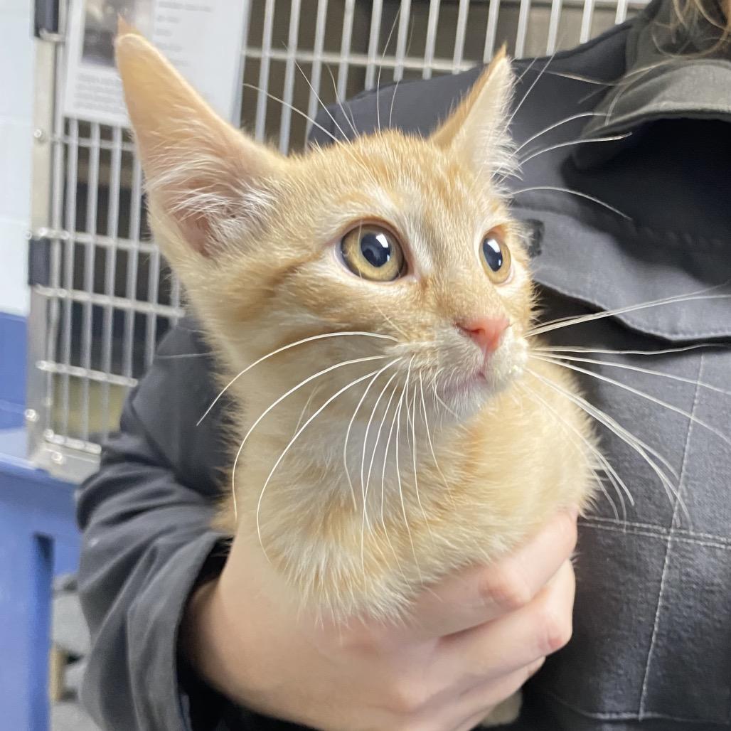 Salmon, Adoptable, Young Male American Shorthair.