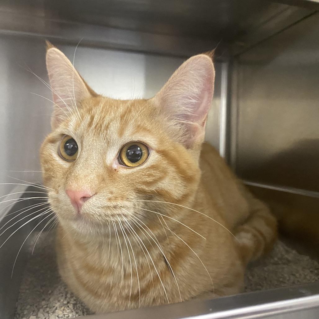 Enlarge Salmon, a Adoptable American Shorthair in Independence, KS image 2/6