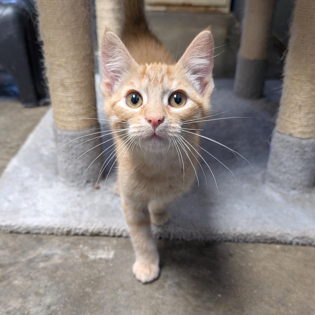 Enlarge Salmon, a Adoptable American Shorthair in Independence, KS image 4/6