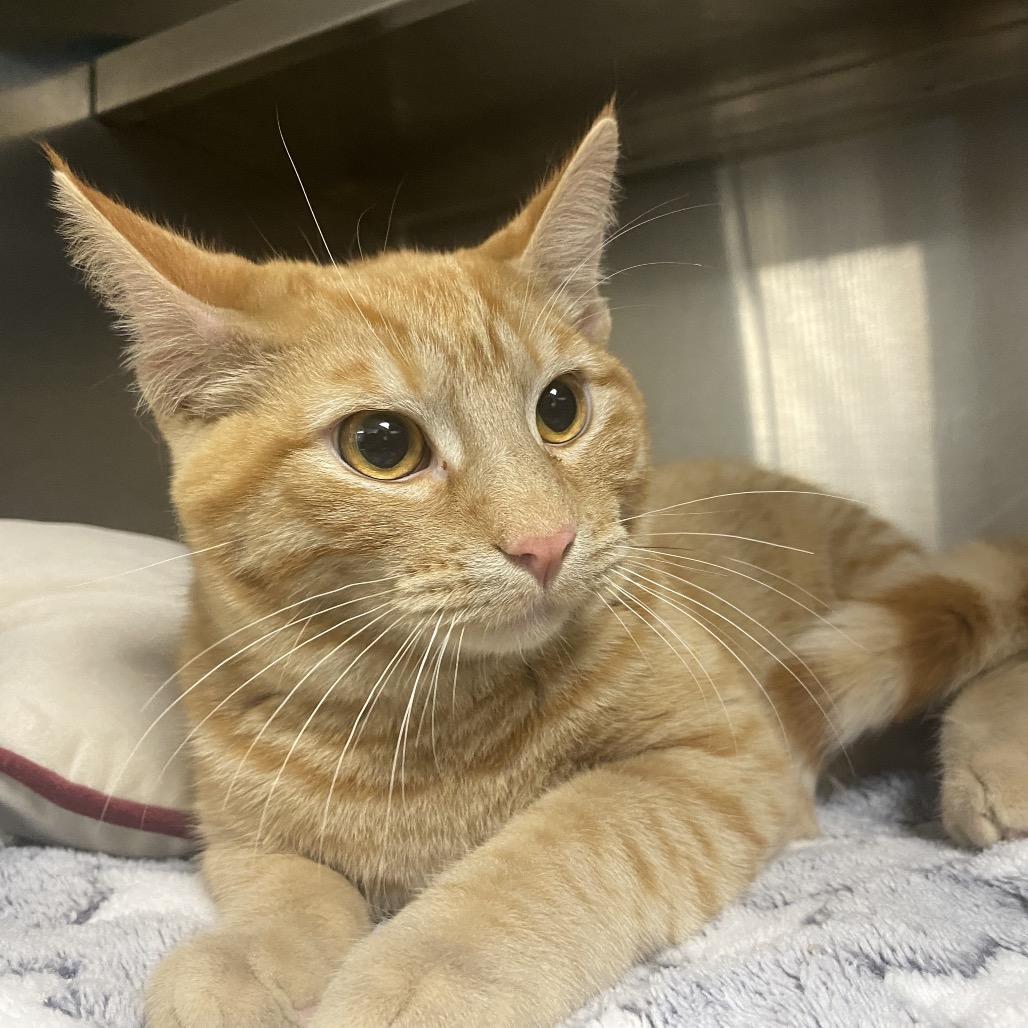 Enlarge Salmon, a Adoptable American Shorthair in Independence, KS image 5/6