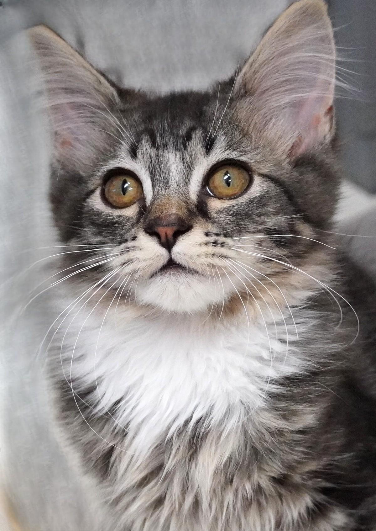 Batman, adopted, Young Male Domestic Medium Hair.