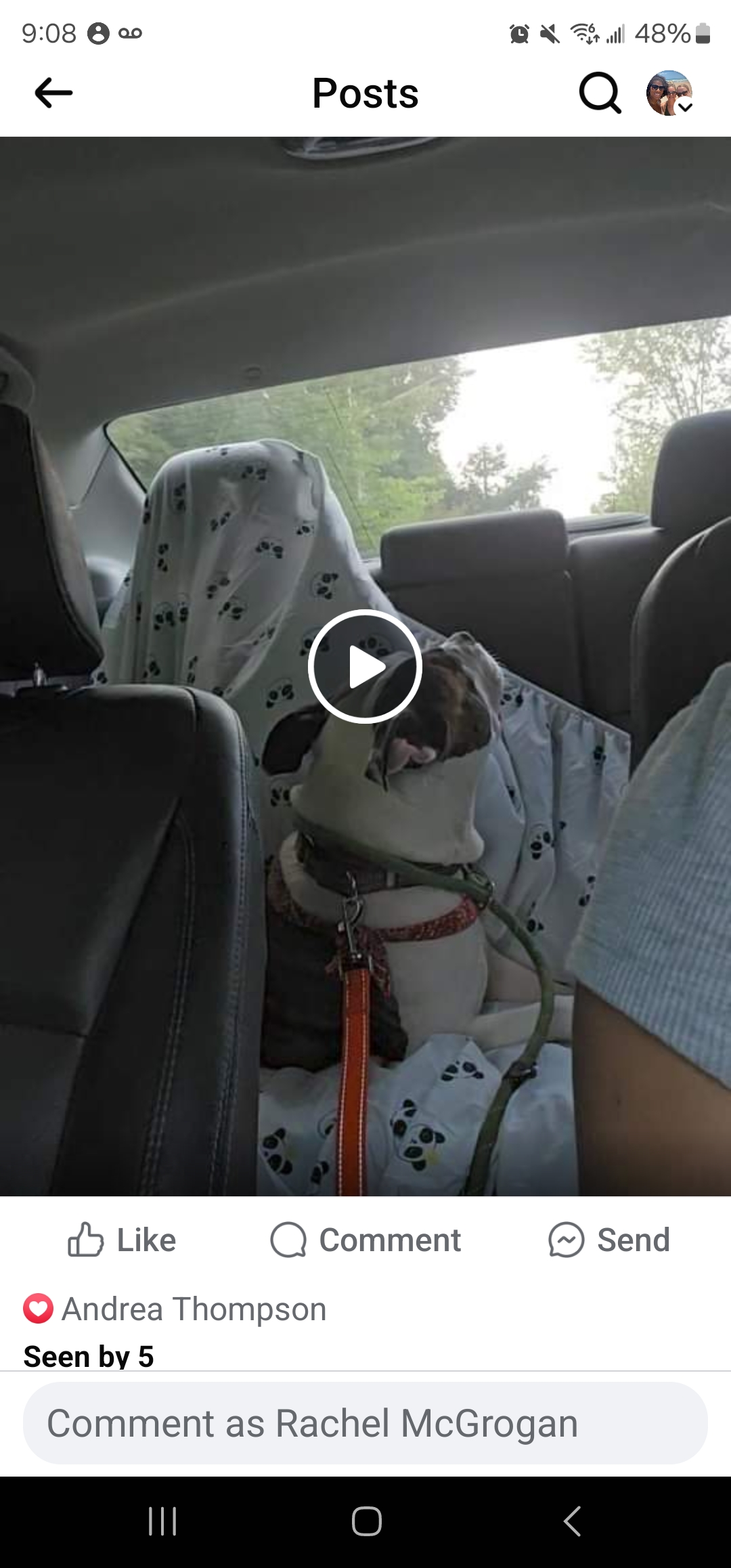 Enlarge Cooper, a Adoptable Boxer in Warren, OH image 2/5