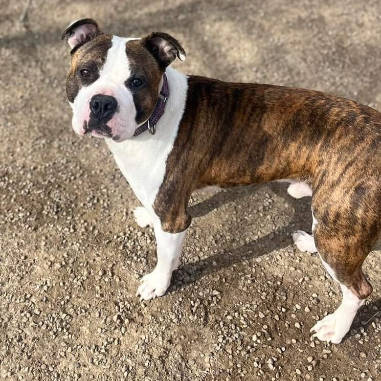 Enlarge Cooper, a Adoptable Boxer in Warren, OH image 3/5