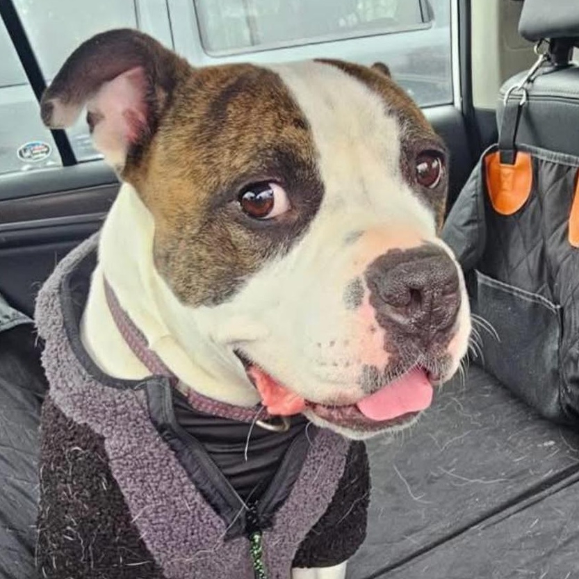 Enlarge Cooper, a Adoptable Boxer in Warren, OH image 3/3