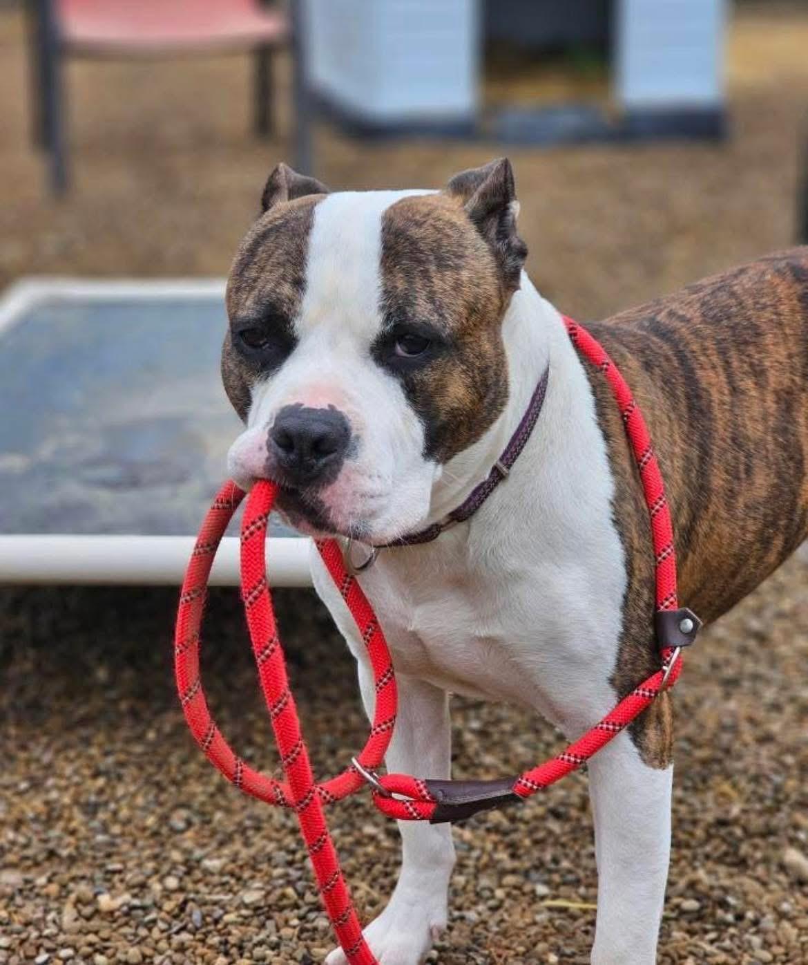 Enlarge Cooper, a Adoptable Boxer in Warren, OH image 1/3