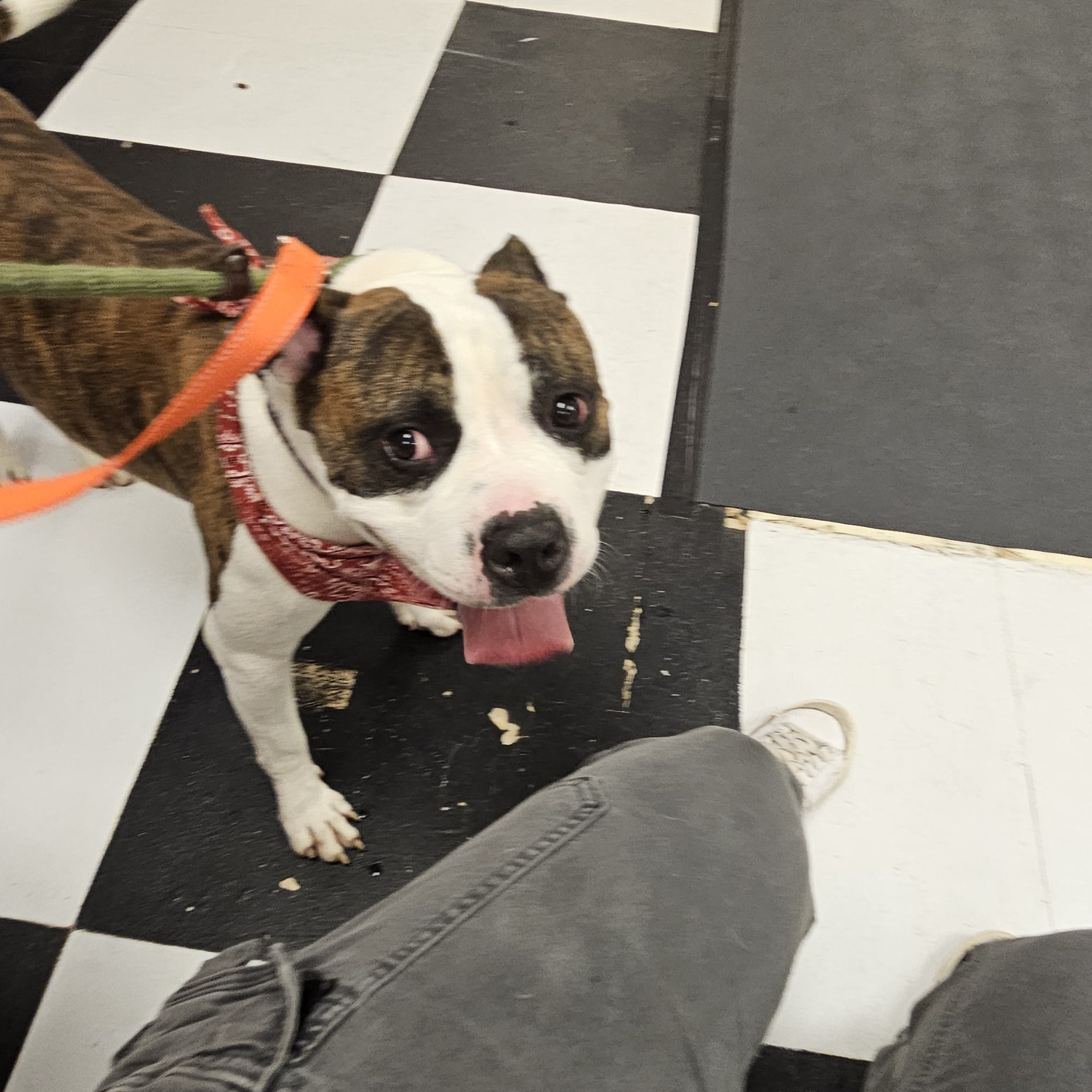 Enlarge Cooper, a Adoptable Boxer in Warren, OH image 4/5