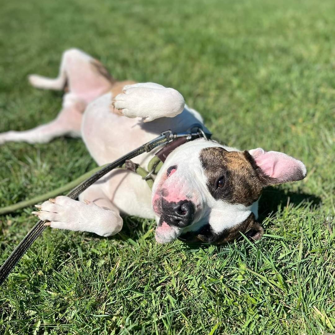 Enlarge Cooper, a Adoptable Boxer in Warren, OH image 5/5