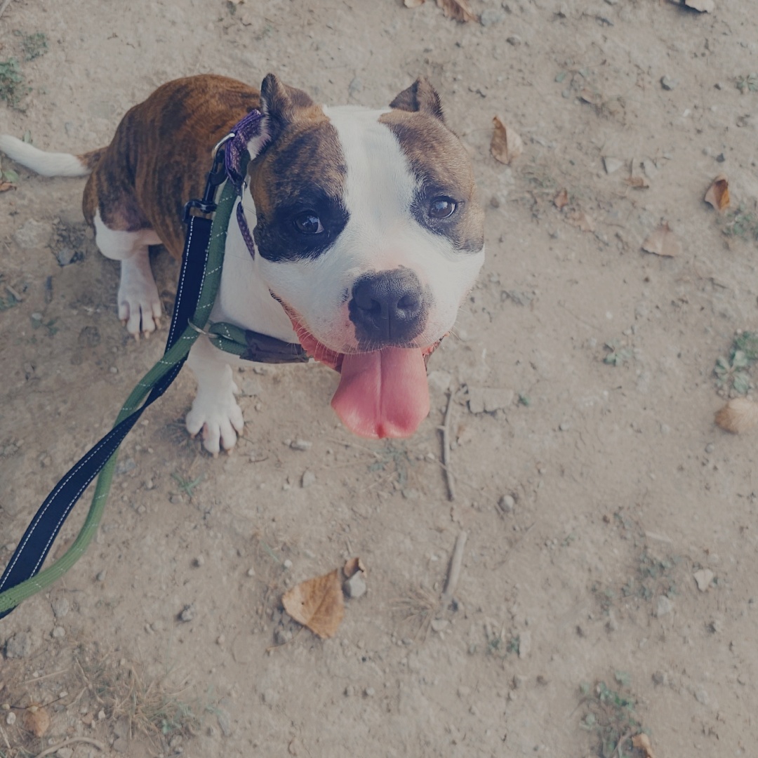 Enlarge Cooper, a Adoptable Boxer in Warren, OH image 1/5